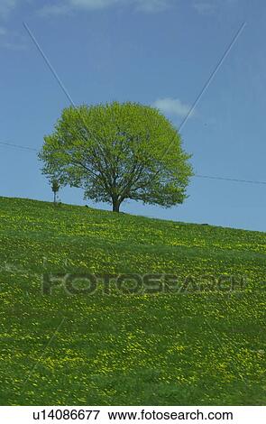Stock Photo - Lone Tree. Fotosearch