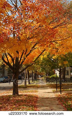 Oak Park in Chicago View Large Photo Image Stock Image - Oak Park in Chicago. Fotosearch