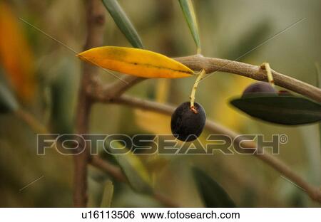 Olive Tree View Large Photo Image Stock Photograph - Olive Tree. Fotosearch