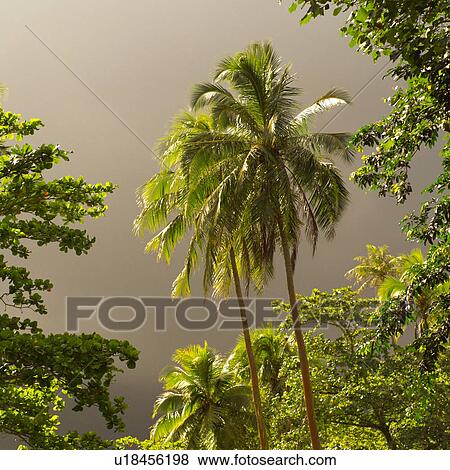 Palm Trees against cloud in sky View Large Photo Image Stock Photo - Palm Trees against cloud in sky. Fotosearch
