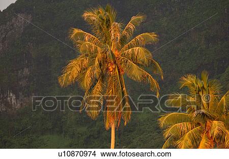 Picture - Palm trees. Fotosearch