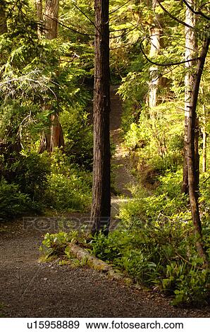 Path in forest View Large Photo Image Stock Photo - Path in forest. Fotosearch
