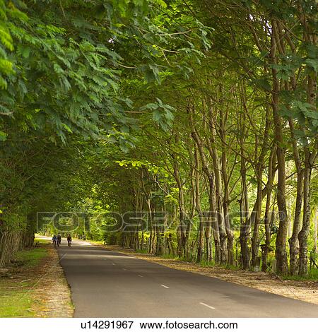 Road under Canopy of Trees View Large Photo Image Stock Photo - Road under Canopy of Trees. Fotosearch