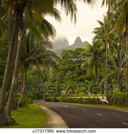 Roadway at Moorea in Tahiti View Large Photo Image Stock Photography - Roadway at Moorea in Tahiti. Fotosearch