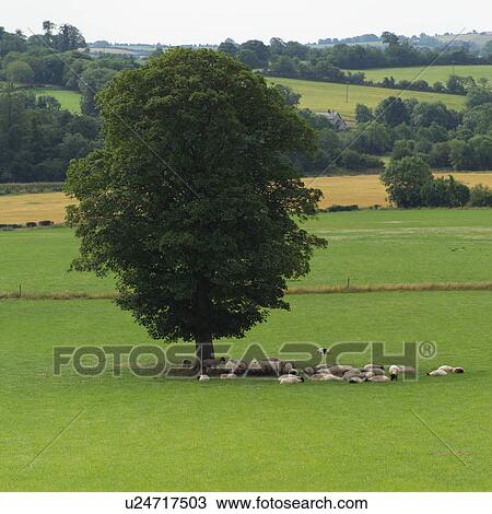 Sheep under a tree in countryside View Large Photo Image Stock Image - Sheep under a tree in countryside. Fotosearch