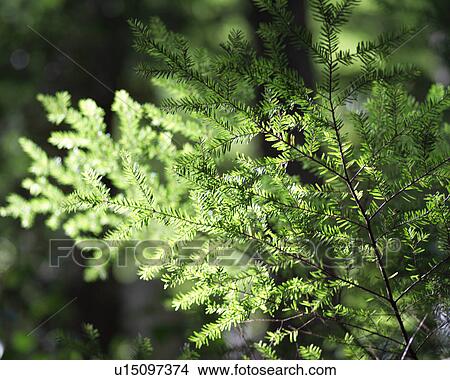 Picture - Squamish. Fotosearch