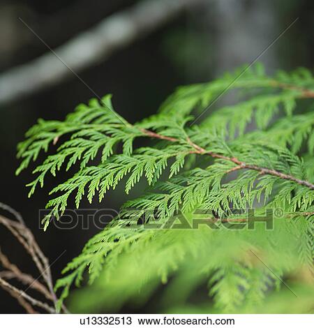 Stock Image - Squamish. Fotosearch