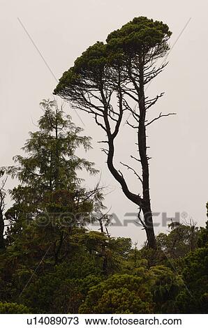 Stock Image - Tall trees in forest. Fotosearch