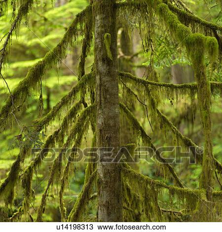Tree along Rain Forest Trail View Large Photo Image Stock Image - Tree along Rain Forest Trail. Fotosearch