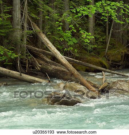 Stock Image - Tree Branches in Water. Fotosearch