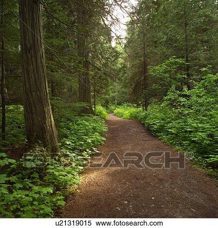 Stock Photography - Tree hanging over Athabasca Falls. Fotosearch