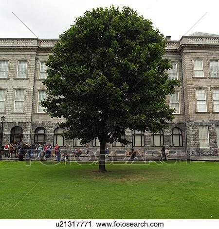 Tree in Front of Campus View Large Photo Image Stock Image - Tree in Front of Campus. Fotosearch