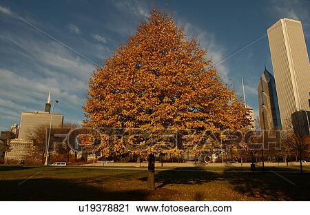 Tree in front of high rise buildings in Chicago View Large Photo Image Stock Image - Tree in front of high rise buildings in Chicago. Fotosearch