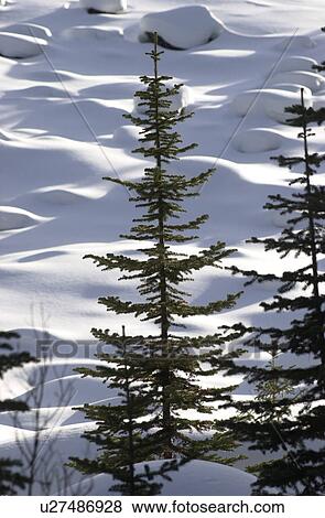Stock Photo - Tree in Winter. Fotosearch