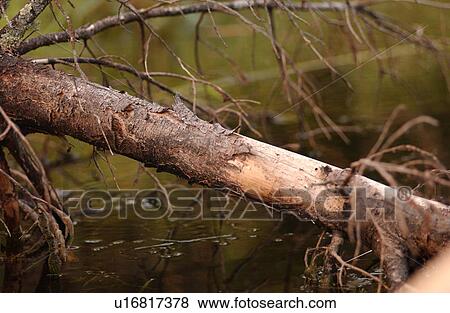 Stock Photo - Tree Log. Fotosearch