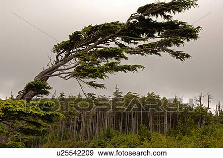 Tree on Broken Islands View Large Photo Image Stock Photo - Tree on Broken Islands. Fotosearch