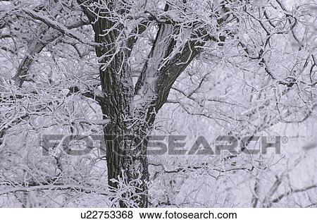 Stock Photo - Tree with Snow. Fotosearch
