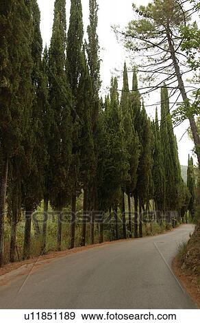 Trees Along Road View Large Photo Image Stock Photo - Trees Along Road. Fotosearch