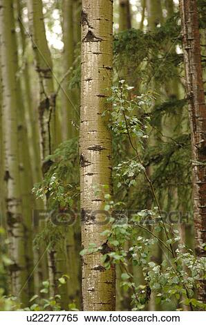 Stock Photography - Trees in forest around Oil Sands. Fotosearch