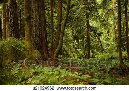 Stock Image - Trees in forest. Fotosearch