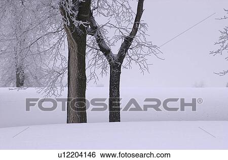 Trees in Winter View Large Photo Image Stock Photograph - Trees in Winter. Fotosearch