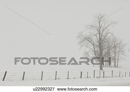 Trees on field of snow in Alberta Canada View Large Photo Image Stock Photo - Trees on field of snow in Alberta Canada. Fotosearch
