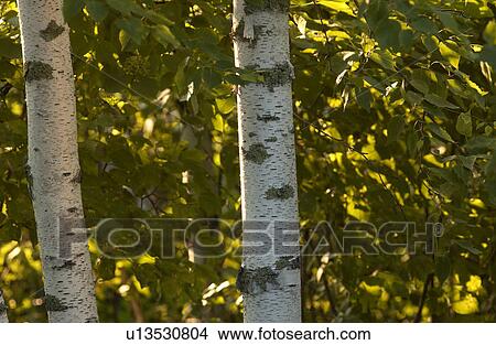 Picture - Two Birch Trees. Fotosearch