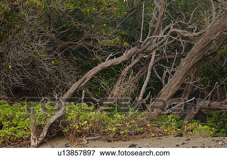 vegetation View Large Photo Image Stock Photo - vegetation. Fotosearch