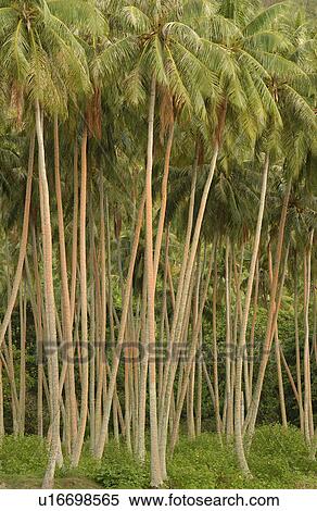 A tropical forest, Moorea View Large Photo Image Stock Photography - A tropical forest, Moorea. Fotosearch