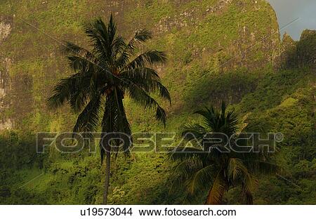 A tropical forest, Moorea, Tahiti, French Polynesia, South Pacific View Large Photo Image Picture - A tropical forest, Moorea, Tahiti, French Polynesia, South Pacific. Fotosearch