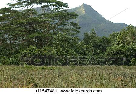A tropical forest, Moorea, Tahiti, French Polynesia, South Pacific View Large Photo Image Stock Image - A tropical forest, Moorea, Tahiti, French Polynesia, South Pacific. Fotosearch