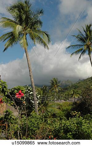 Stock Photography - A tropical forest, Moorea, Tahiti, French Polynesia, South Pacific. Fotosearch
