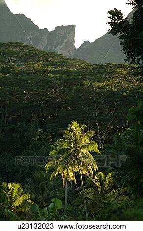 Stock Image - A tropical forest near hills, Moorea, Tahiti, French Polynesia, South Pacific. Fotosearch