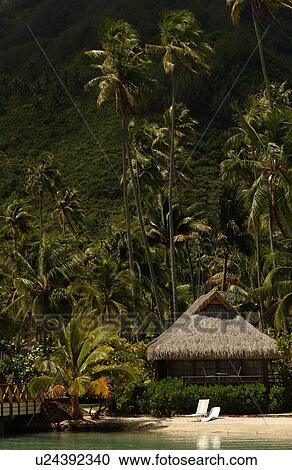 An idyllic beach, Moorea, Tahiti, French Polynesia, South Pacific View Large Photo Image Stock Image - An idyllic beach, Moorea, Tahiti, French Polynesia, South Pacific. Fotosearch