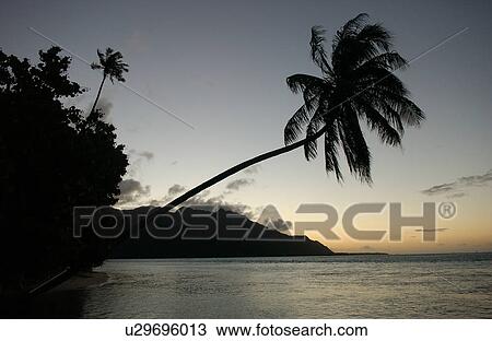 An overhanging palm tree on the beach, Moorea, Tahiti, French Polynesia, South Pacific View Large Photo Image Stock Image - An overhanging palm tree on the beach, Moorea, Tahiti, French Polynesia, South Pacific. Fotosearch