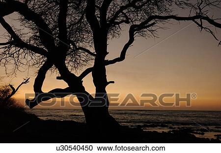 Big Island of Hawaii - sunset from beach View Large Photo Image Stock Image - Big Island of Hawaii - sunset from beach. Fotosearch