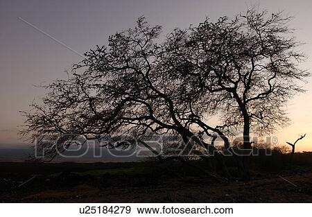 Stock Photo - Big Island of Hawaii - sunset from beach. Fotosearch