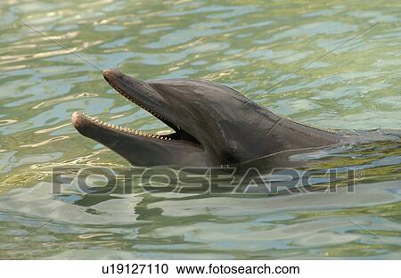 Close-up of a dolphin View Large Photo Image Stock Image - Close-up of a dolphin. Fotosearch