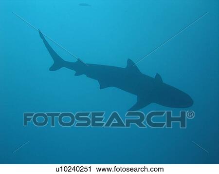 Close-up of a reef shark View Large Photo Image Stock Image - Close-up of a reef shark. Fotosearch