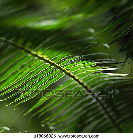 Stock Photography - Fern Leaf Close Up at Moorea in Tahiti. Fotosearch