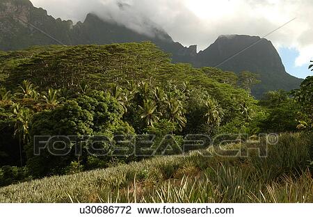Fields at the base of a hill, Moorea, Tahiti, French Polynesia, South Pacific View Large Photo Image Stock Image - Fields at the base of a hill, Moorea, Tahiti, French Polynesia, South Pacific. Fotosearch