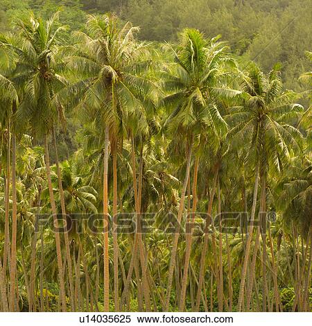 Stock Photography - Forest of Palm Trees. Fotosearch