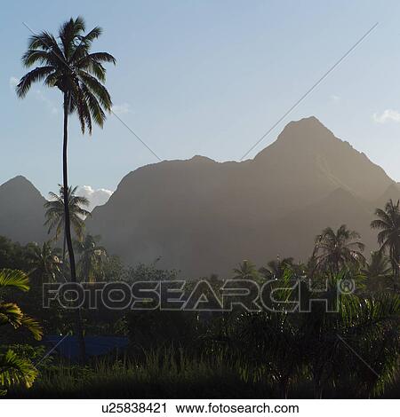 Lone Palm Tree with Mountains at Moorea in Tahiti View Large Photo Image Stock Image - Lone Palm Tree with Mountains at Moorea in Tahiti. Fotosearch