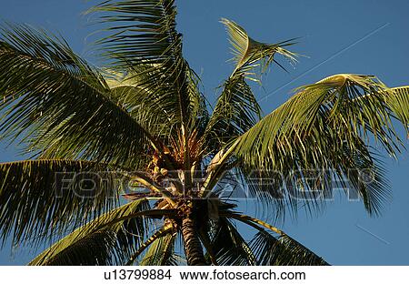Picture - Low angle view of a coconut tree. Fotosearch