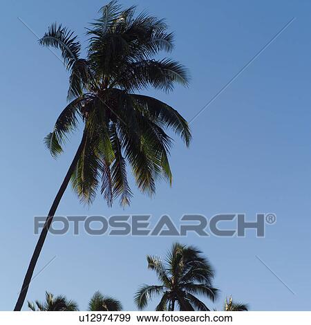 Stock Photo - Palm Tree Against Blue Sky. Fotosearch