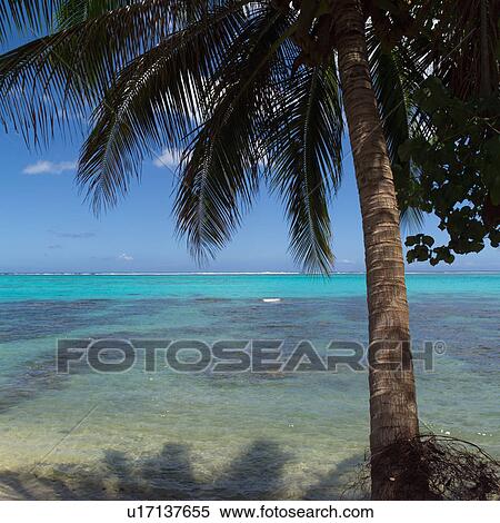 Palm Tree with Ocean View at Moorea in Tahiti View Large Photo Image Stock Photography - Palm Tree with Ocean View at Moorea in Tahiti. Fotosearch