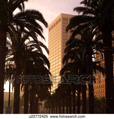 Palm trees and buildings in San Francisco View Large Photo Image Stock Photography - Palm trees and buildings in San Francisco. Fotosearch