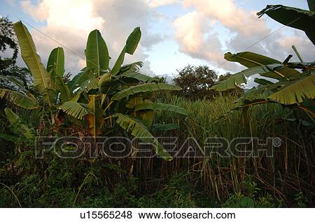 Palm Trees growing in a field View Large Photo Image Stock Photo - Palm Trees growing in a field. Fotosearch