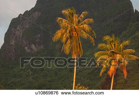 Stock Photograph - Palm trees near a hill, Moorea, Tahiti, French Polynesia, South Pacific. Fotosearch