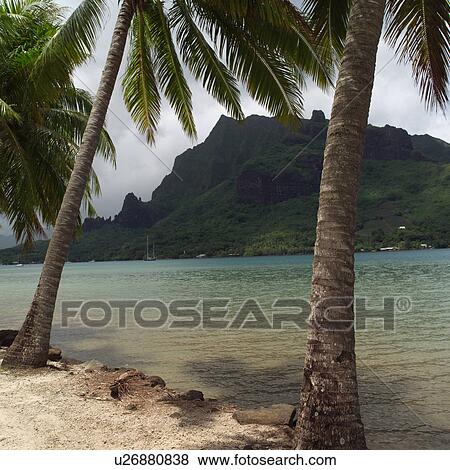 Palm Trees on Shoreline of Ocean at Moorea in Tahiti View Large Photo Image Stock Photo - Palm Trees on Shoreline of Ocean at Moorea in Tahiti. Fotosearch